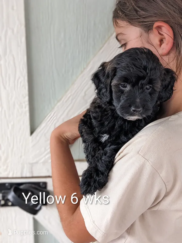 Brailey – Miniature Bernedoodle puppy for sale in Canon City, CO