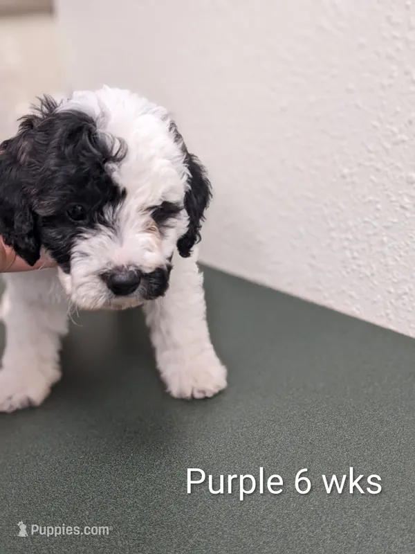 Pepper – Miniature Bernedoodle puppy for sale in Canon City, CO