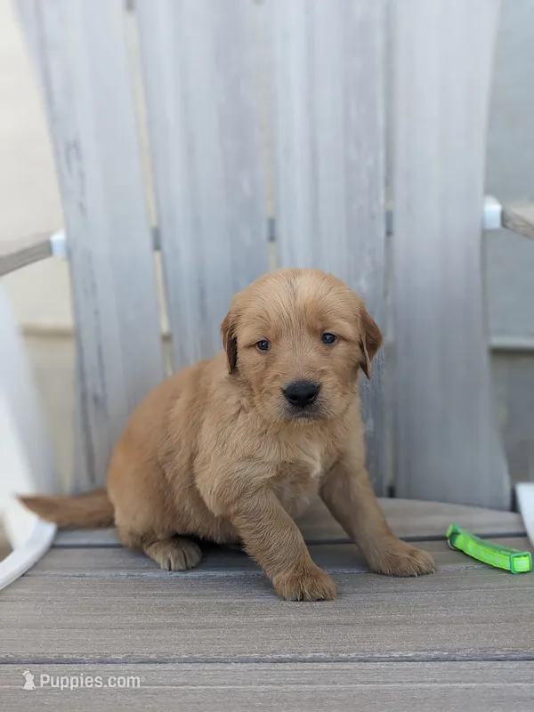 Boomer – Golden Retriever puppy for sale in Canon City, CO