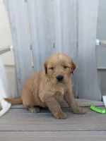Boomer, a male Golden Retriever for sale in Canon City, CO – 1 of 4