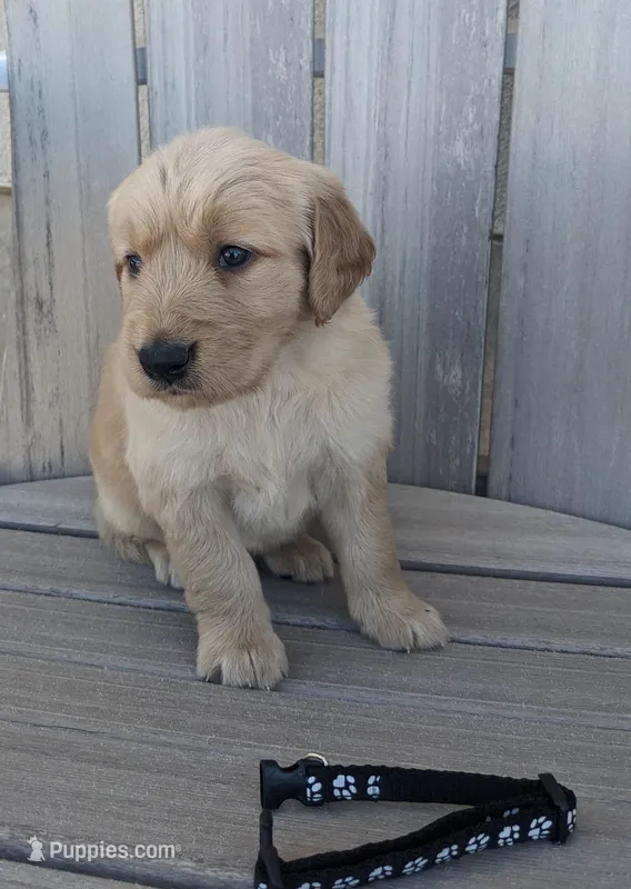 Baxter – Golden Retriever puppy for sale in Canon City, CO