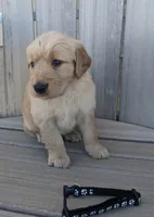Baxter, a male Golden Retriever for sale in Canon City, CO – 1 of 4