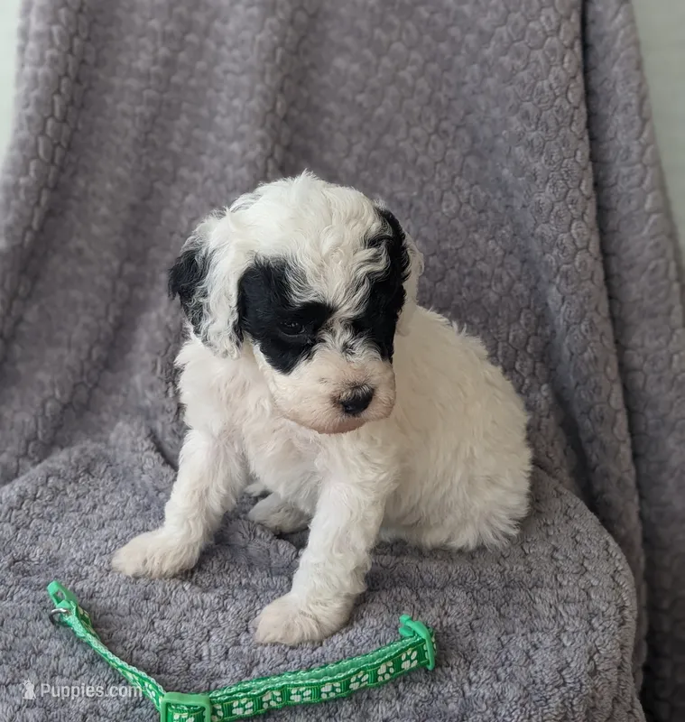 Duke  – Miniature Bernedoodle puppy for sale in Canon City, CO