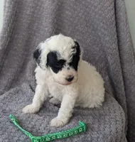 Duke , a male Miniature Bernedoodle for sale in Canon City, CO – 1 of 3