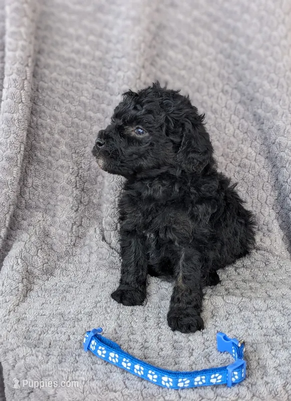 Hunter  – Miniature Bernedoodle puppy for sale in Canon City, CO
