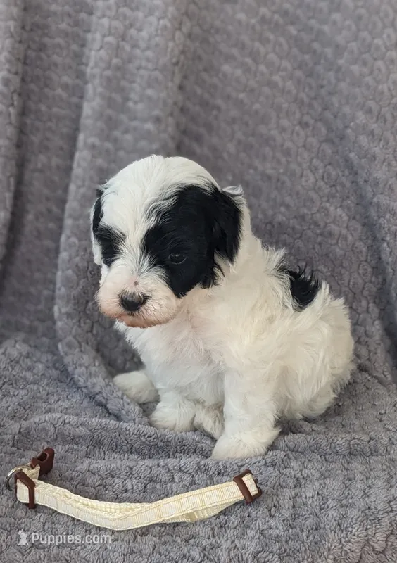 Annie – Miniature Bernedoodle puppy for sale in Canon City, CO