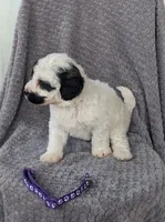 Pepper, a female Miniature Bernedoodle for sale in Canon City, CO – 2 of 4