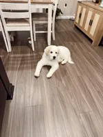 Silas, a male Anatolian Shepherd Dog and Great Pyrenees for sale in Piqua, OH – Photo 4 of 4