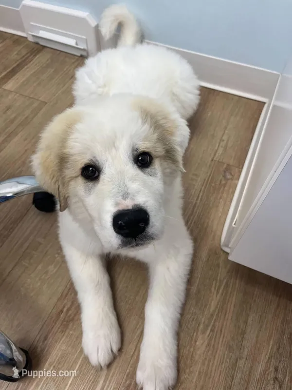 Silas – Anatolian Shepherd Dog, Great Pyrenees puppy for sale in Piqua, OH