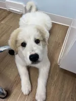 Silas, a male Anatolian Shepherd Dog and Great Pyrenees for sale in Piqua, OH – Photo 1 of 4