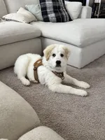 Silas, a male Anatolian Shepherd Dog and Great Pyrenees for sale in Piqua, OH – Photo 3 of 4