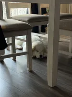 Silas, a male Anatolian Shepherd Dog and Great Pyrenees for sale in Piqua, OH – Photo 2 of 4