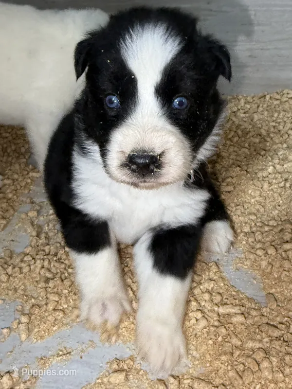 Blue – German Shepherd Dog, Siberian Husky puppy for sale in Diboll, TX