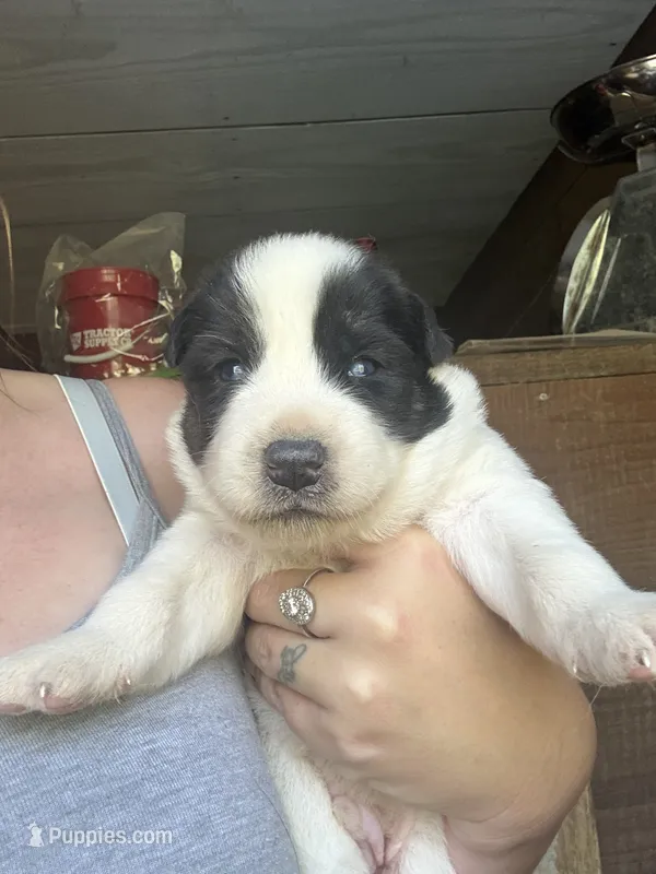 Black – German Shepherd Dog, Siberian Husky puppy for sale in Diboll, TX