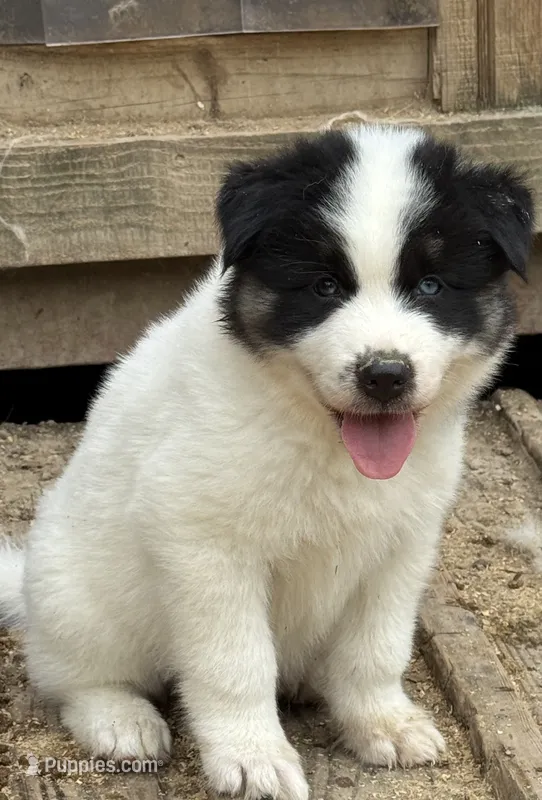Black – German Shepherd Dog, Siberian Husky puppy for sale in Diboll, TX