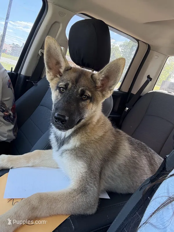 Rogue – German Shepherd Dog, Siberian Husky puppy for sale in Diboll, TX