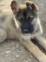 Rogue, a female German Shepherd Dog and Siberian Husky for sale in Diboll, TX – Photo 2 of 6