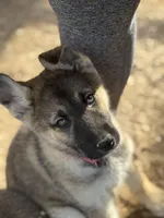 Rogue, a female German Shepherd Dog and Siberian Husky for sale in Diboll, TX – Photo 1 of 6