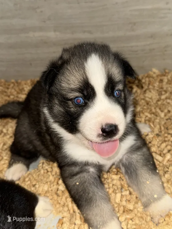 Yellow – German Shepherd Dog, Siberian Husky puppy for sale in Diboll, TX