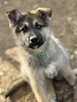 Draco, a male German Shepherd Dog and Siberian Husky for sale in Diboll, TX – Photo 1 of 6