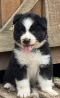 Blue, a male German Shepherd Dog and Siberian Husky for sale in Diboll, TX – 2 of 6