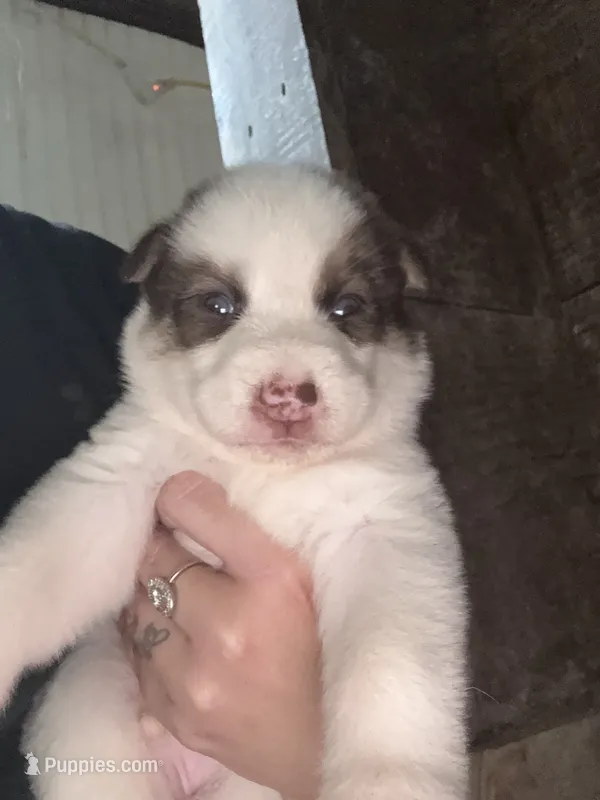 Red – German Shepherd Dog, Siberian Husky puppy for sale in Diboll, TX