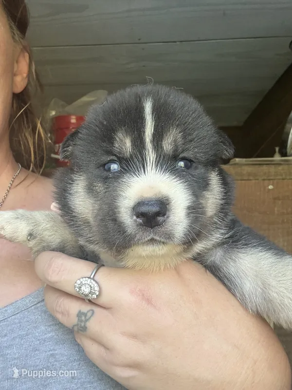 Green – German Shepherd Dog, Siberian Husky puppy for sale in Diboll, TX