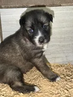 Pink, a female German Shepherd Dog and Siberian Husky for sale in Diboll, TX – 3 of 7