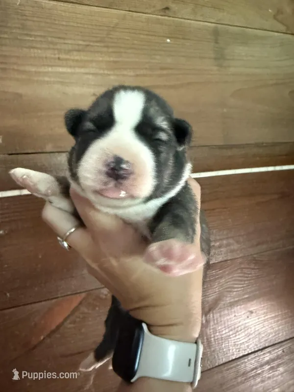 Yellow, a female German Shepherd Dog and Siberian Husky for sale in Diboll, TX – 1 of 2