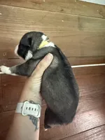 Yellow, a female German Shepherd Dog and Siberian Husky for sale in Diboll, TX – 2 of 2