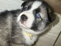 Yellow, a female German Shepherd Dog and Siberian Husky for sale in Diboll, TX – 2 of 7