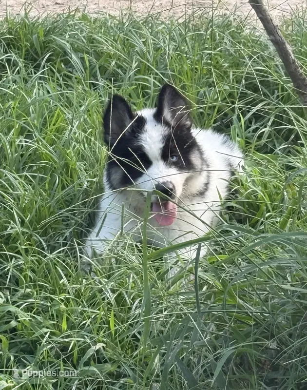 Black – German Shepherd Dog, Siberian Husky puppy for sale in Diboll, TX