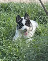 Black, a male German Shepherd Dog and Siberian Husky for sale in Diboll, TX – 3 of 8