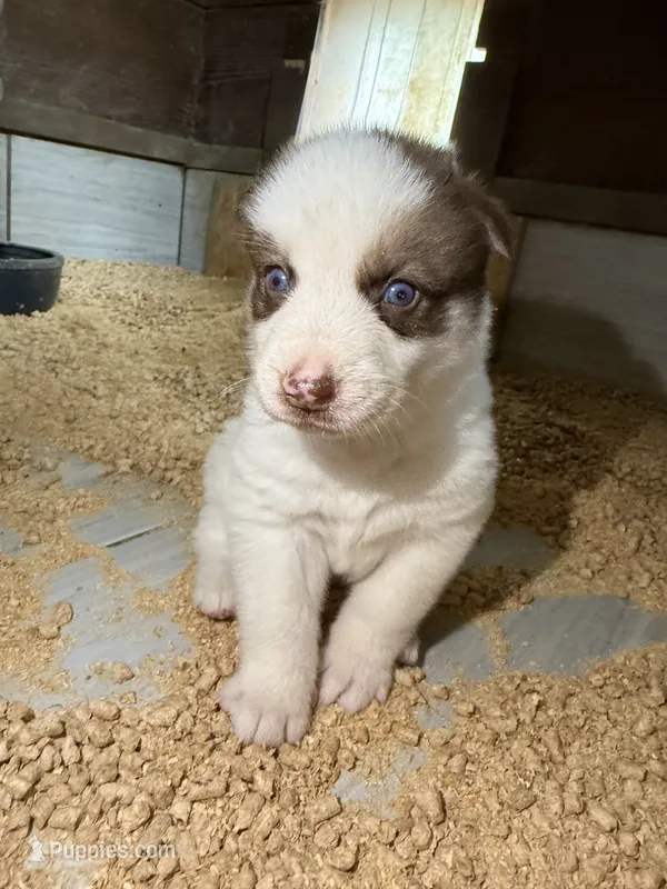 Red – German Shepherd Dog, Siberian Husky puppy for sale in Diboll, TX