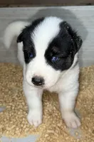 Black, a male German Shepherd Dog and Siberian Husky for sale in Diboll, TX – 5 of 10