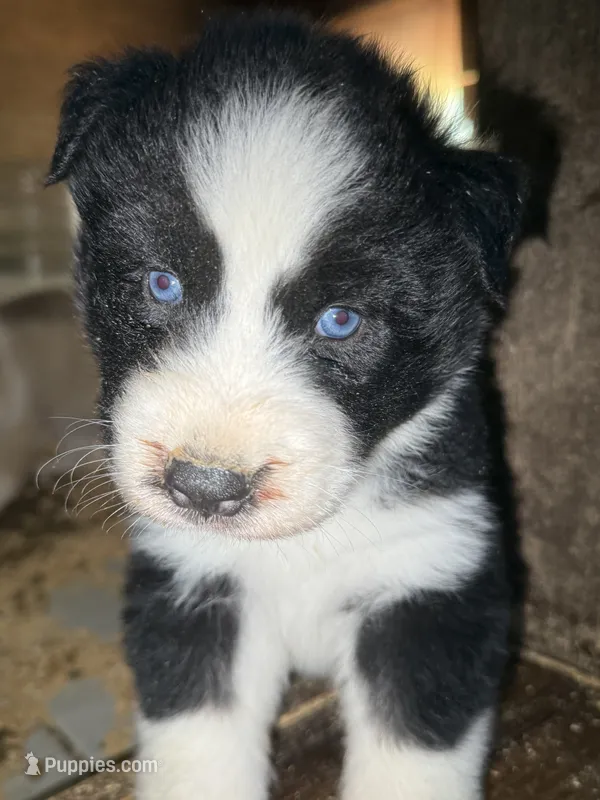 Blue – German Shepherd Dog, Siberian Husky puppy for sale in Diboll, TX