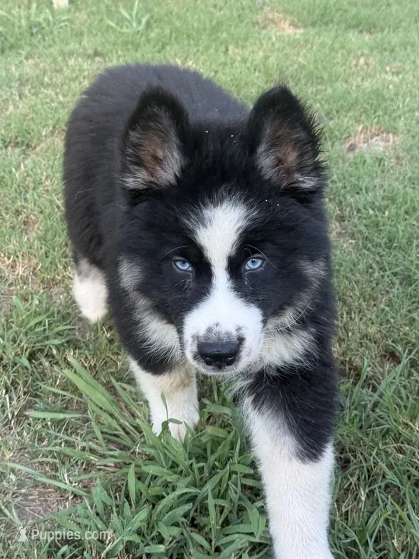 Blue – German Shepherd Dog, Siberian Husky puppy for sale in Diboll, TX
