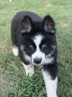 Blue, a male German Shepherd Dog and Siberian Husky for sale in Diboll, TX – 2 of 10