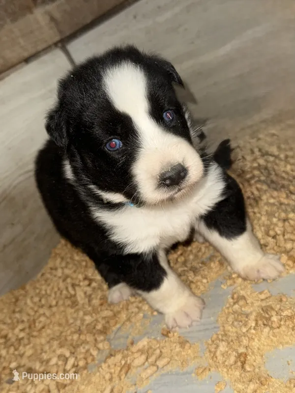 Blue – German Shepherd Dog, Siberian Husky puppy for sale in Diboll, TX