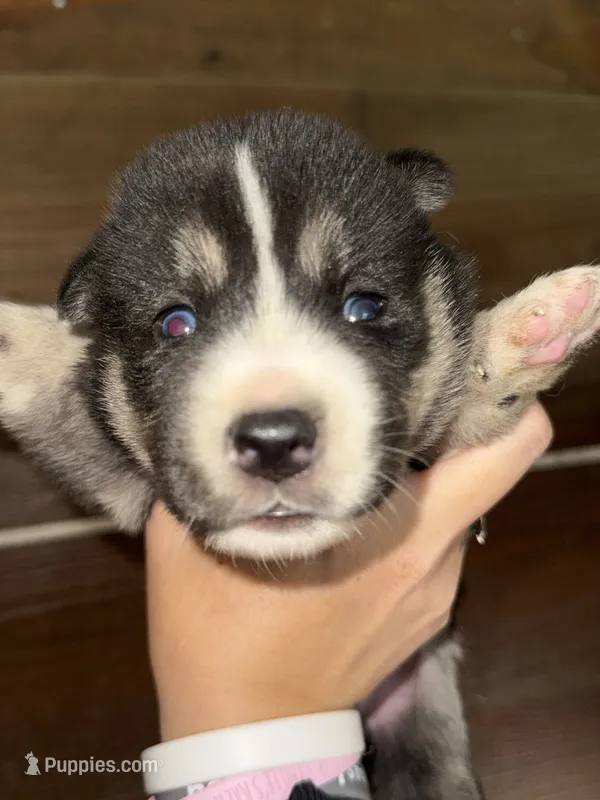Green – German Shepherd Dog, Siberian Husky puppy for sale in Diboll, TX