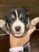 Green, a male German Shepherd Dog and Siberian Husky for sale in Diboll, TX – 6 of 7