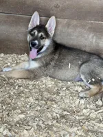 Oliver, a male German Shepherd Dog and Siberian Husky for sale in Diboll, TX – Photo 3 of 9