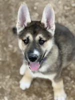 Oliver, a male German Shepherd Dog and Siberian Husky for sale in Diboll, TX – Photo 2 of 9