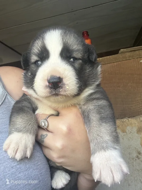Yellow – German Shepherd Dog, Siberian Husky puppy for sale in Diboll, TX