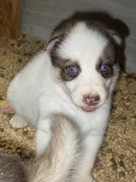Red, a male German Shepherd Dog and Siberian Husky for sale in Diboll, TX – 3 of 8