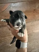 Pink, a female German Shepherd Dog and Siberian Husky for sale in Diboll, TX – 1 of 2