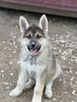 Maverick, a male German Shepherd Dog and Siberian Husky for sale in Diboll, TX – Photo 1 of 6