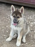Maverick, a male German Shepherd Dog and Siberian Husky for sale in Diboll, TX – Photo 2 of 6