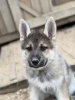 Maverick, a male German Shepherd Dog and Siberian Husky for sale in Diboll, TX – Photo 3 of 6