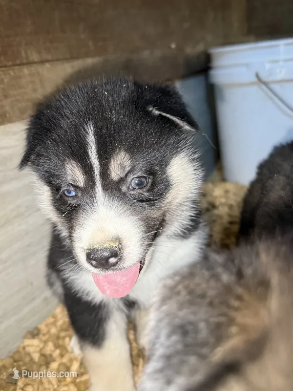 Green – German Shepherd Dog, Siberian Husky puppy for sale in Diboll, TX